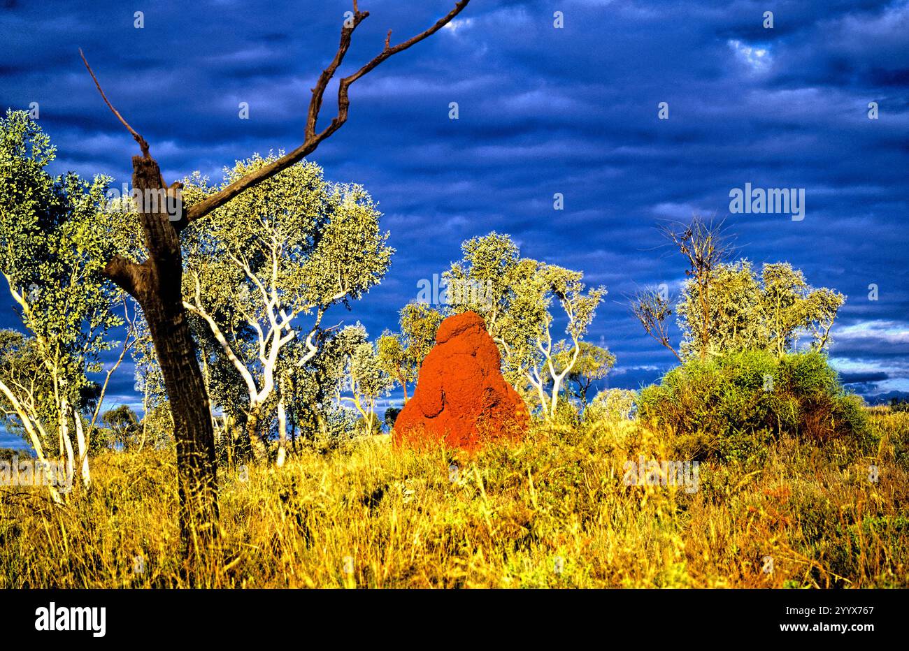 Eucalyptus Gum Trees et Termite Hill, parc national de Karijini, Pilbara, nord-ouest de l'Australie Banque D'Images