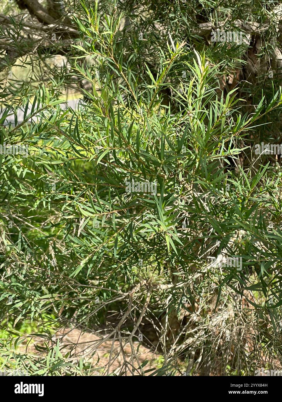 Neige en été (Melaleuca linariifolia) Banque D'Images
