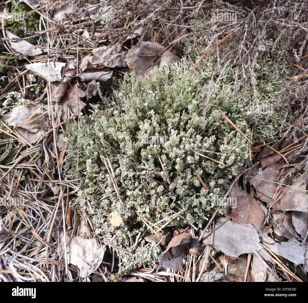 Soldats jouets (Cladonia bellidiflora) Banque D'Images