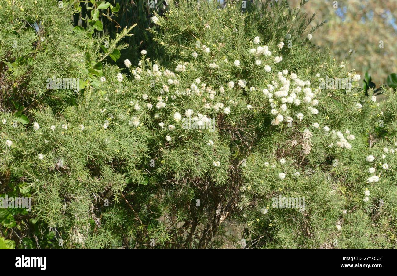 Neige en été (Melaleuca linariifolia) Banque D'Images