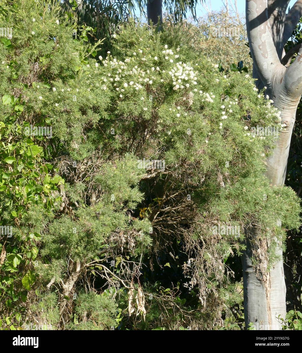 Neige en été (Melaleuca linariifolia) Banque D'Images
