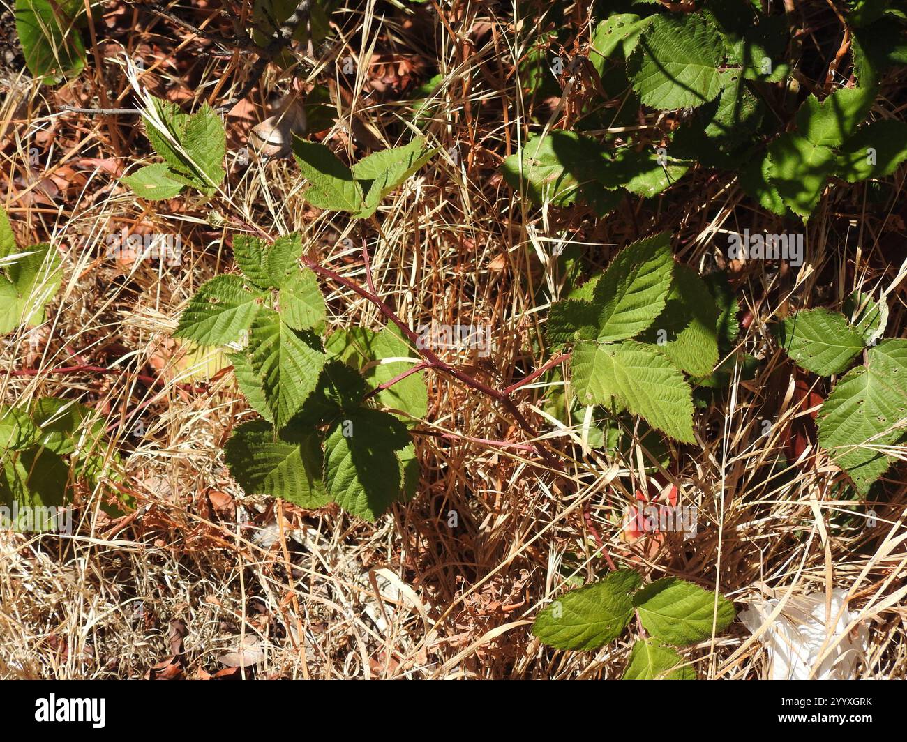 Mûre arménienne (Rubus armeniacus) Banque D'Images