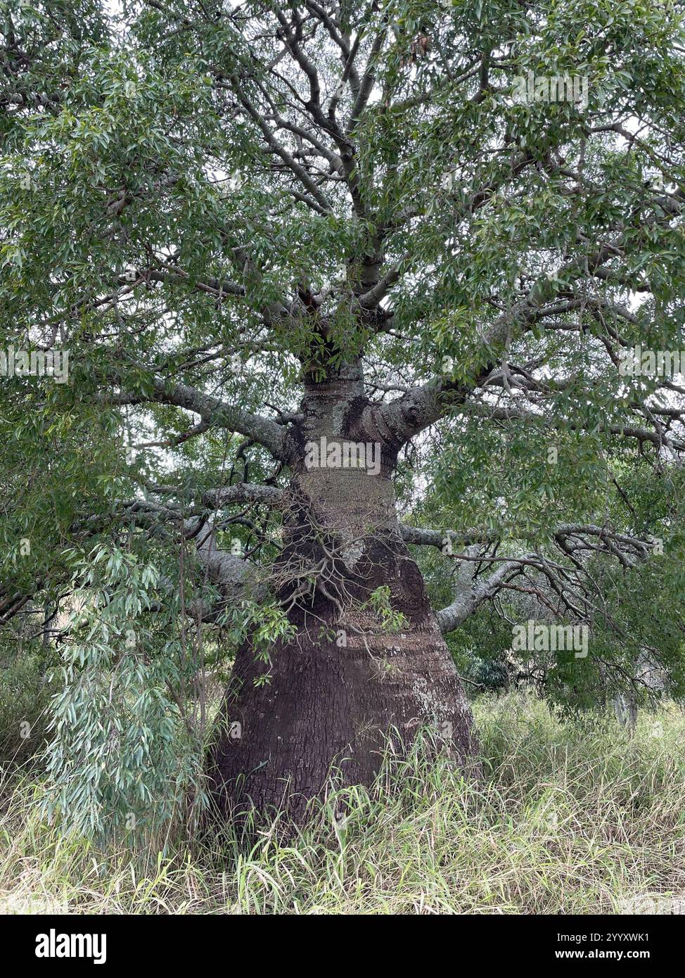 Arbre à bouteilles Queensland (Brachychiton rupestris) Banque D'Images