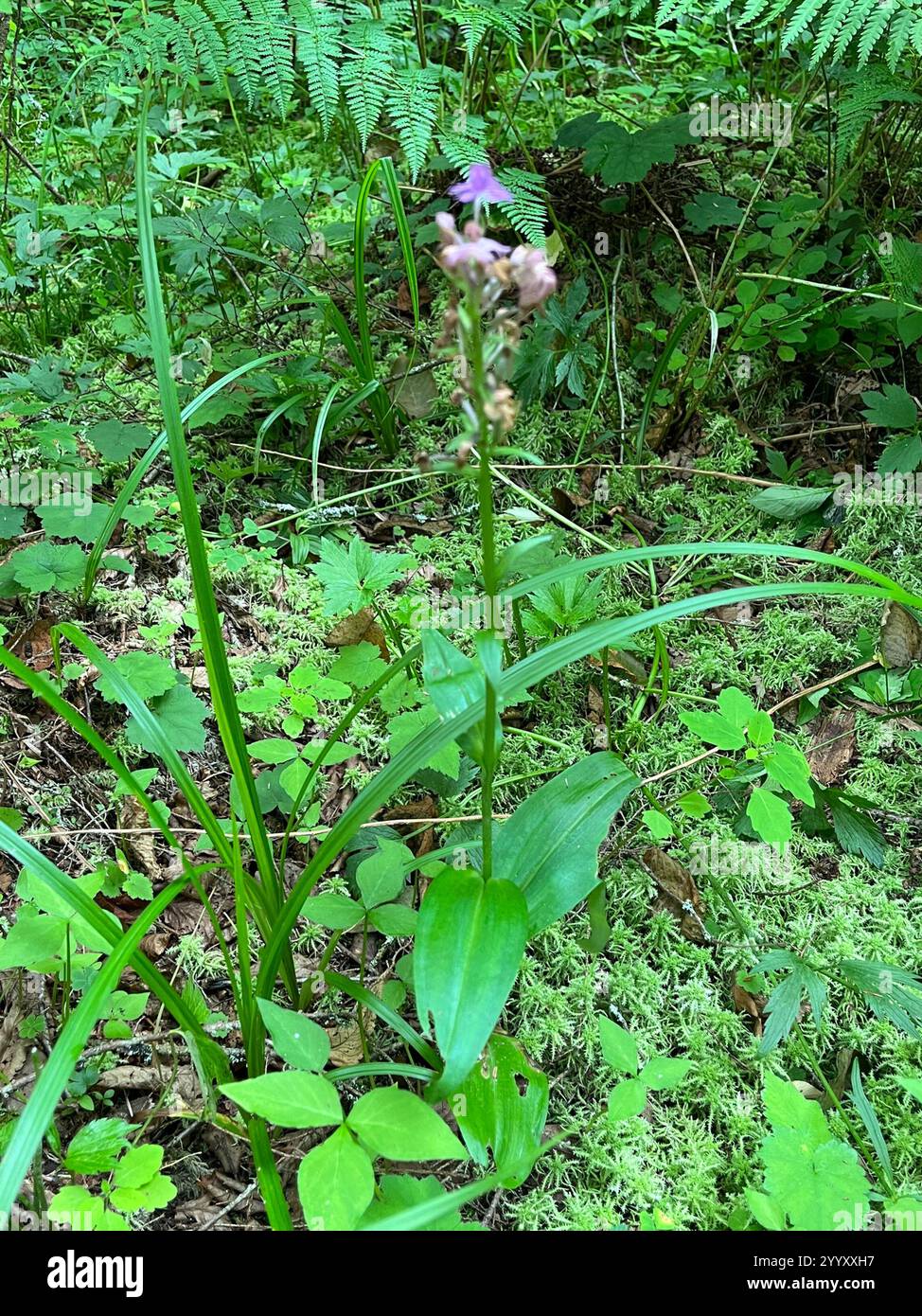 Orchidée frangée violette (Platanthera grandiflora) Banque D'Images