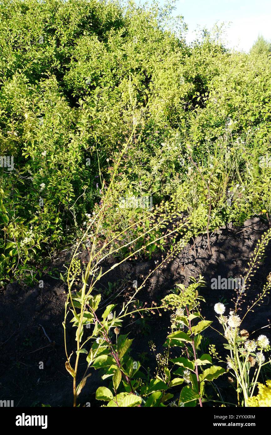 Moutarde en boule (Neslia paniculata) Banque D'Images