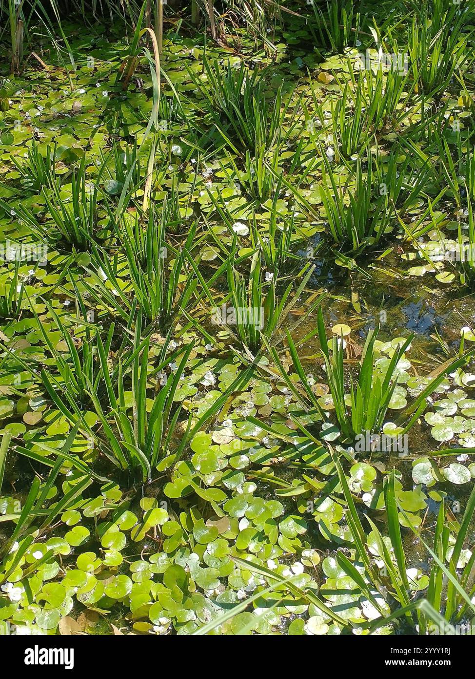 Embout de grenouille européen (Hydrocharis morsus-ranae) Banque D'Images
