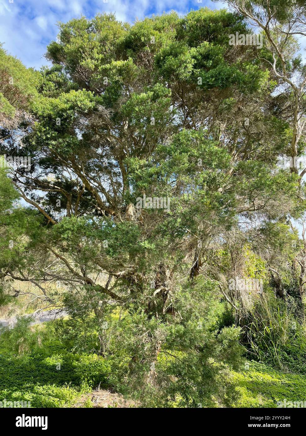 Neige en été (Melaleuca linariifolia) Banque D'Images