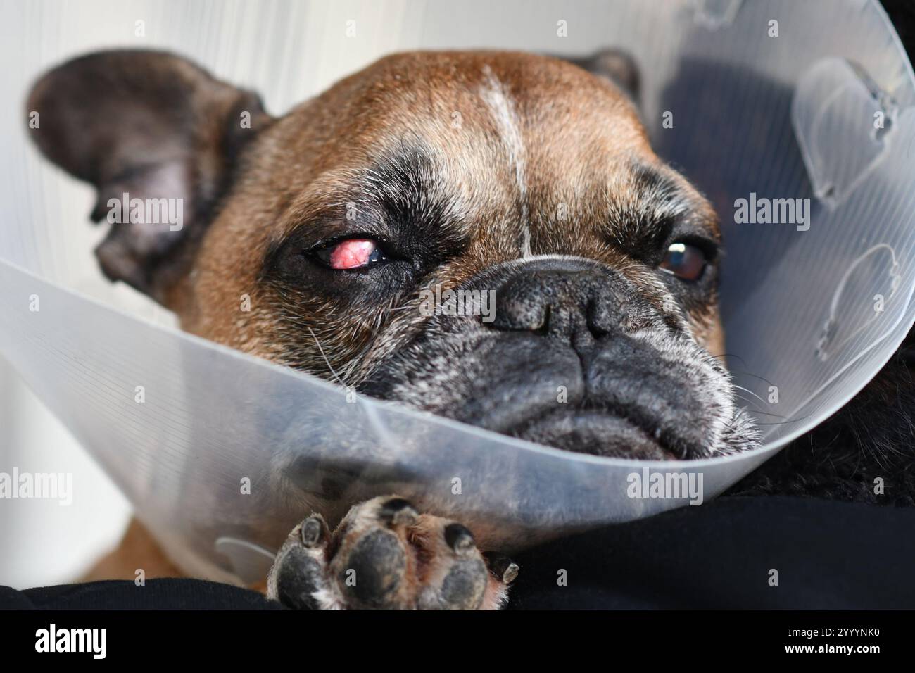 Bouledogue français avec lambeau conjonctival chirurgical couvrant l'oeil utilisé dans le traitement des traumatismes cornéens profonds Banque D'Images