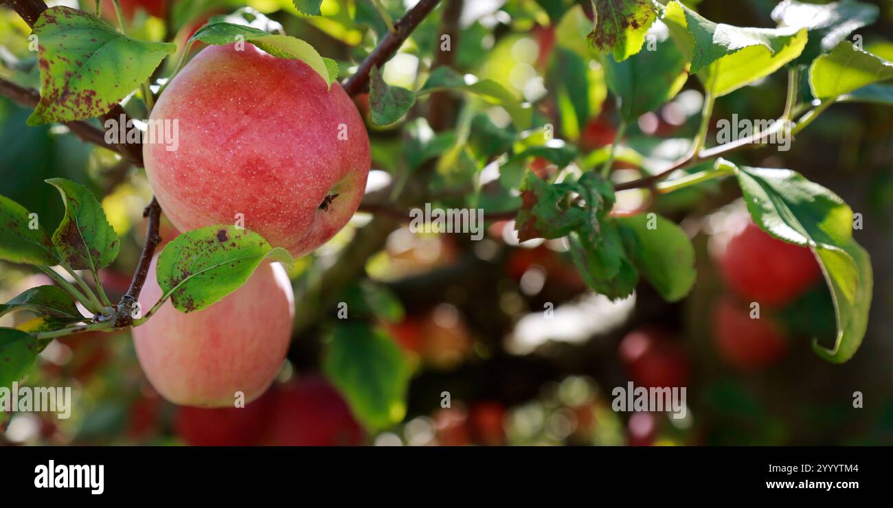 pommes sur les branches d'un pommier dans le jardin Banque D'Images