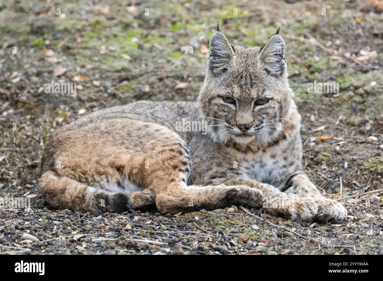 Bobcat prenant une pause de chasse aux rongeurs. MT. Diablo State Park, Comté de Contra Costa, Californie, États-Unis. Banque D'Images