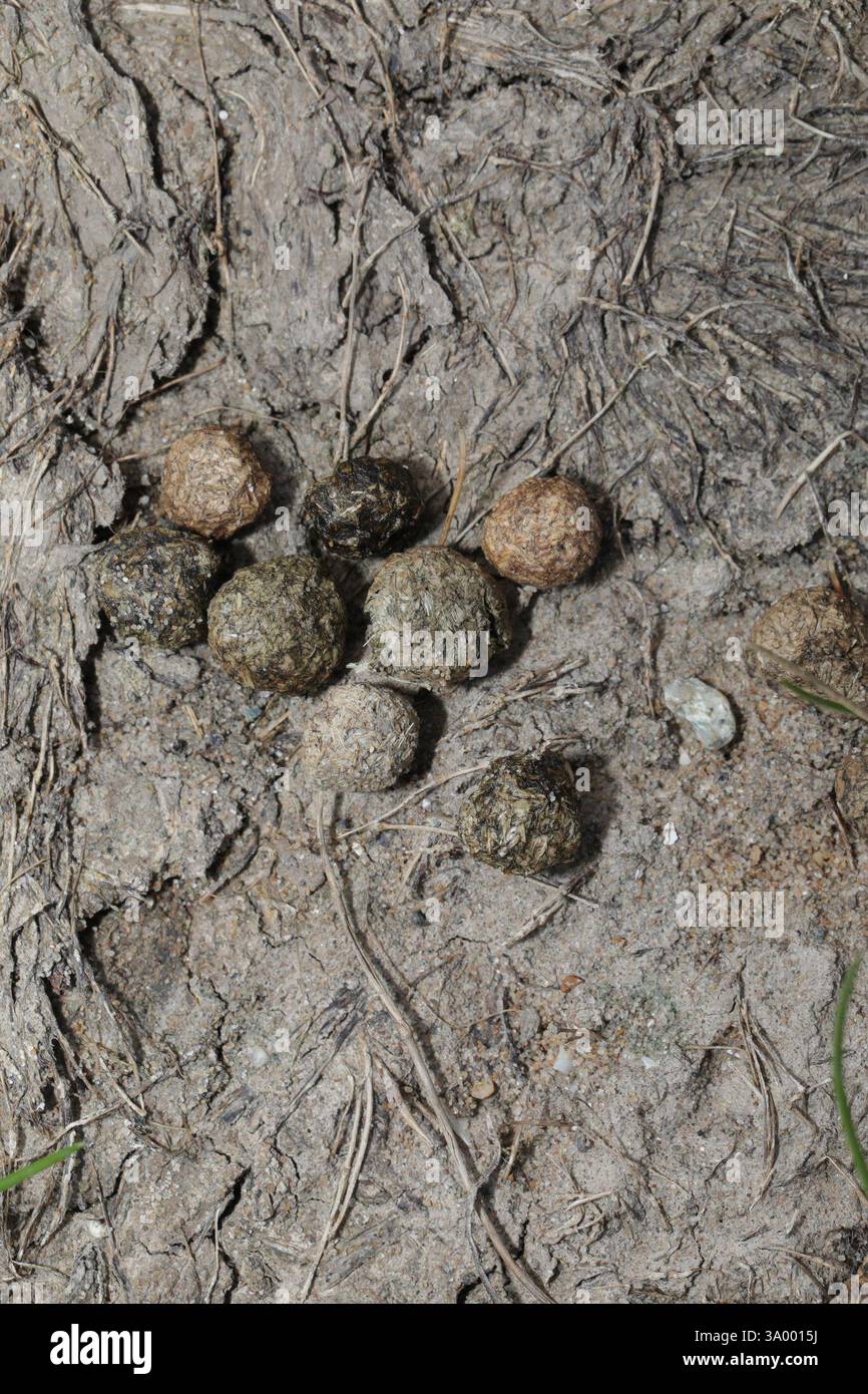 Lapin européen (Oryctolagus cuniculus), Mammalia, Talacre Beach Area, Station Road, Talacre, Flintshire, pays de Galles du Nord, Royaume-Uni, excréments/excréments Banque D'Images