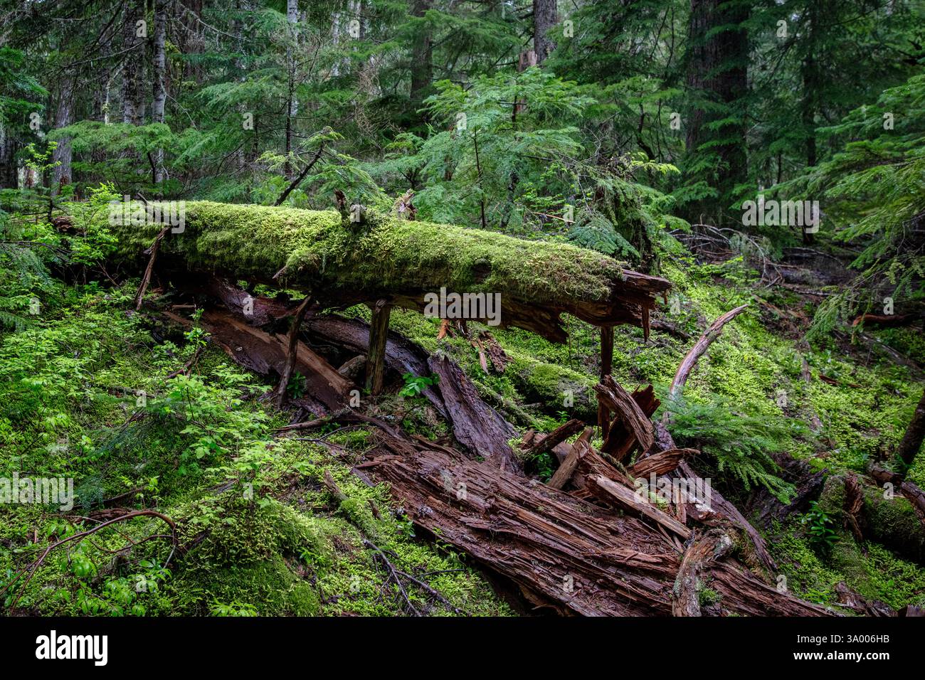 Une bûche tombée, drapée de mousse verte vibrante, se trouve parmi le riche feuillage d'une forêt dans le nord-ouest des États-Unis. Filtre la lumière du soleil à travers le tr Banque D'Images