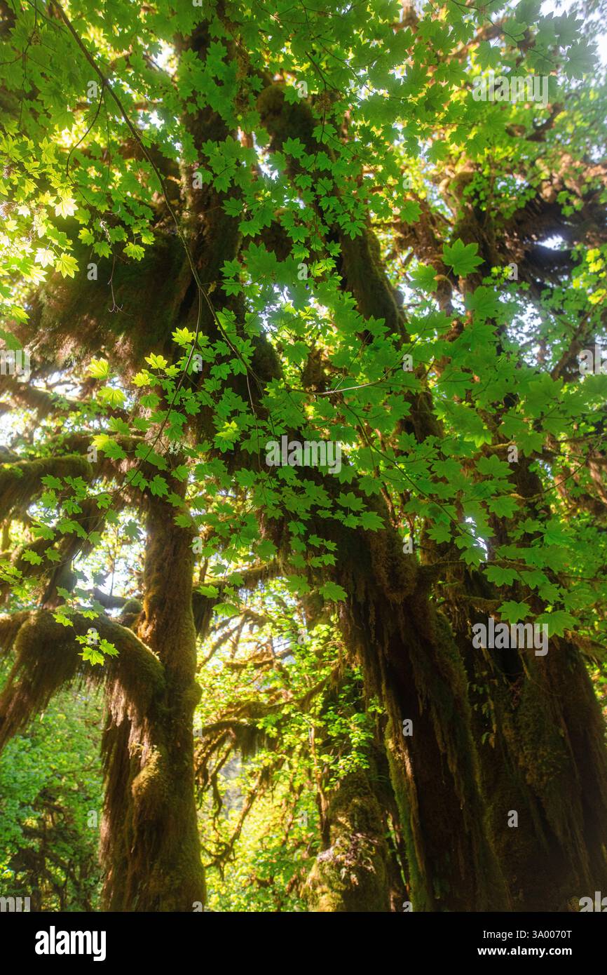 La lumière du soleil filtre à travers les feuilles vertes vibrantes des arbres imposants dans une forêt du nord-ouest des États-Unis. Le feuillage riche offre un an serein Banque D'Images