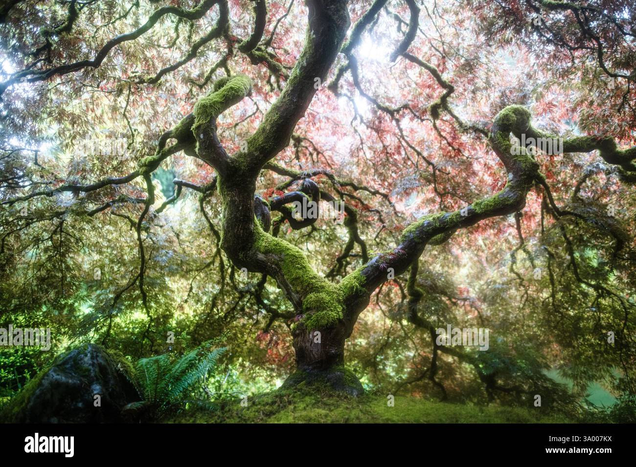 Une exposition saisissante d'un arbre couvert de mousse avec des branches complexes s'étend haut sous une canopée vibrante de feuilles d'automne dans le nord-ouest de United St. Banque D'Images