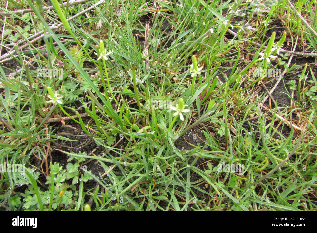 Petite queue de mousette (Myosurus minimus), Plantae, Малосердобинский р-н, Пензенская обл., Россия Banque D'Images
