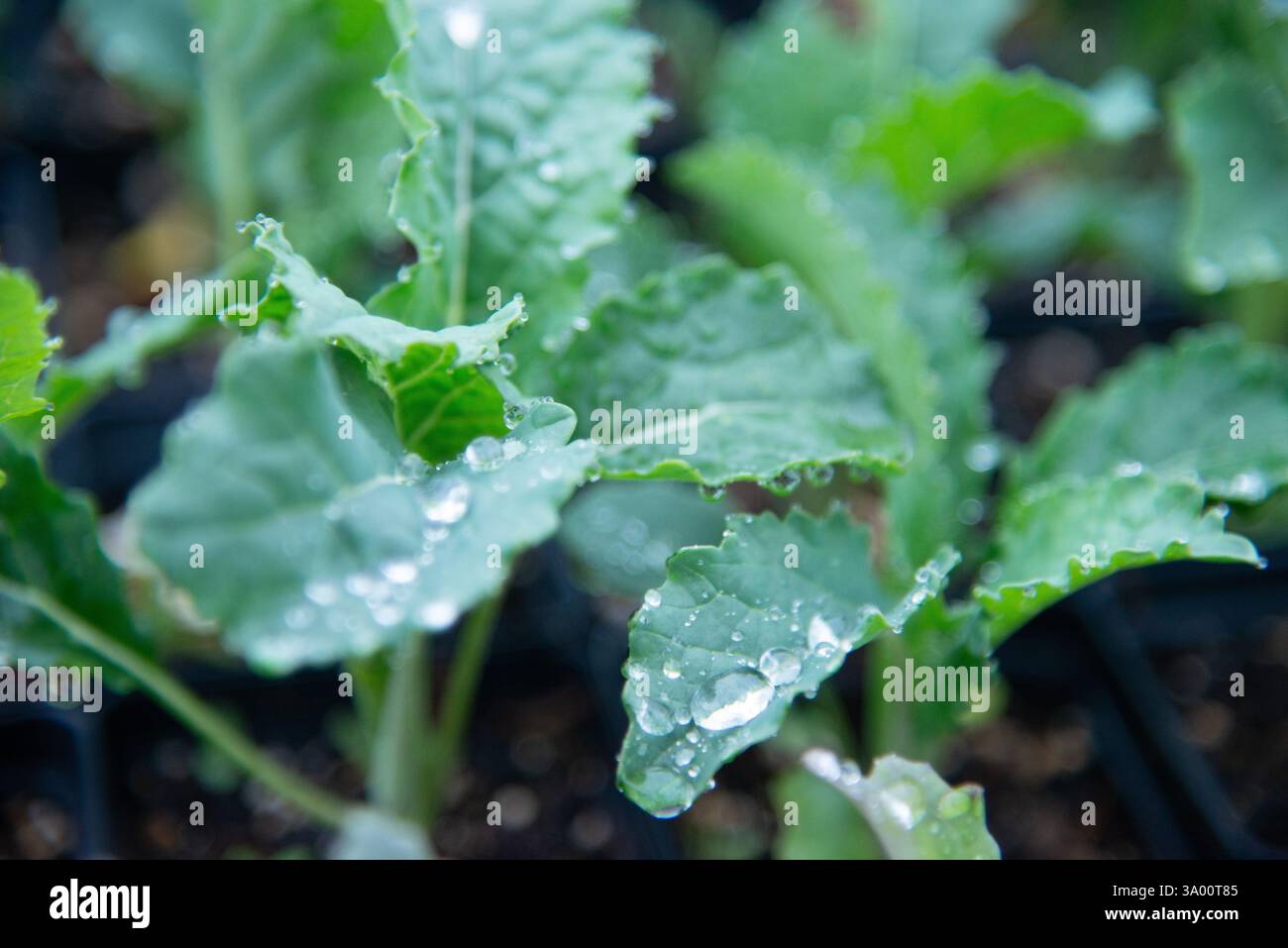 Gros plan de jeunes plantes de chou frisé prospérant dans des récipients noirs remplis de sol, présentant le jardinage biologique et les concepts d'agriculture durable. Parfait pour Banque D'Images