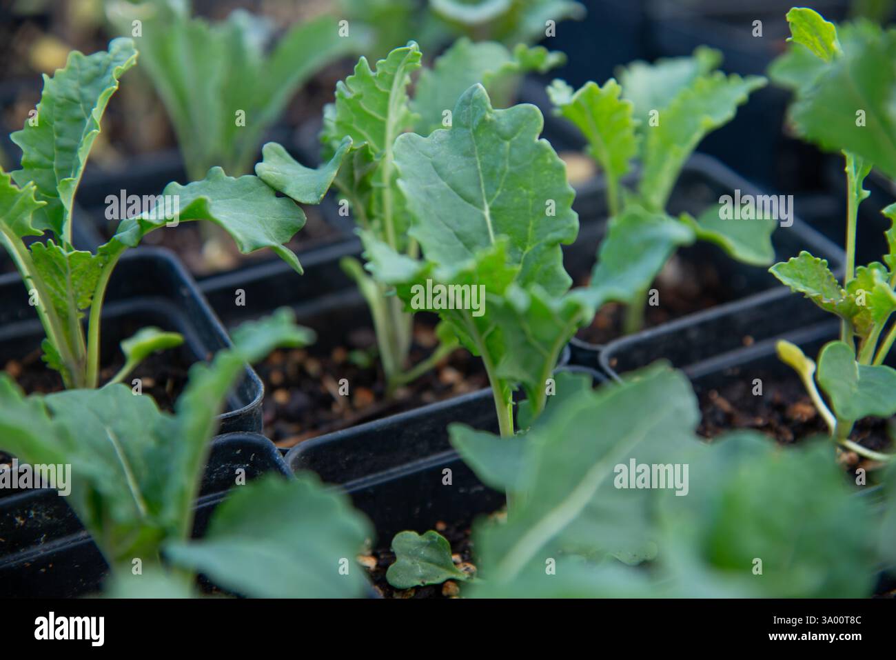 Gros plan de jeunes plantes de chou frisé prospérant dans des récipients noirs remplis de sol, présentant le jardinage biologique et les concepts d'agriculture durable. Parfait pour Banque D'Images