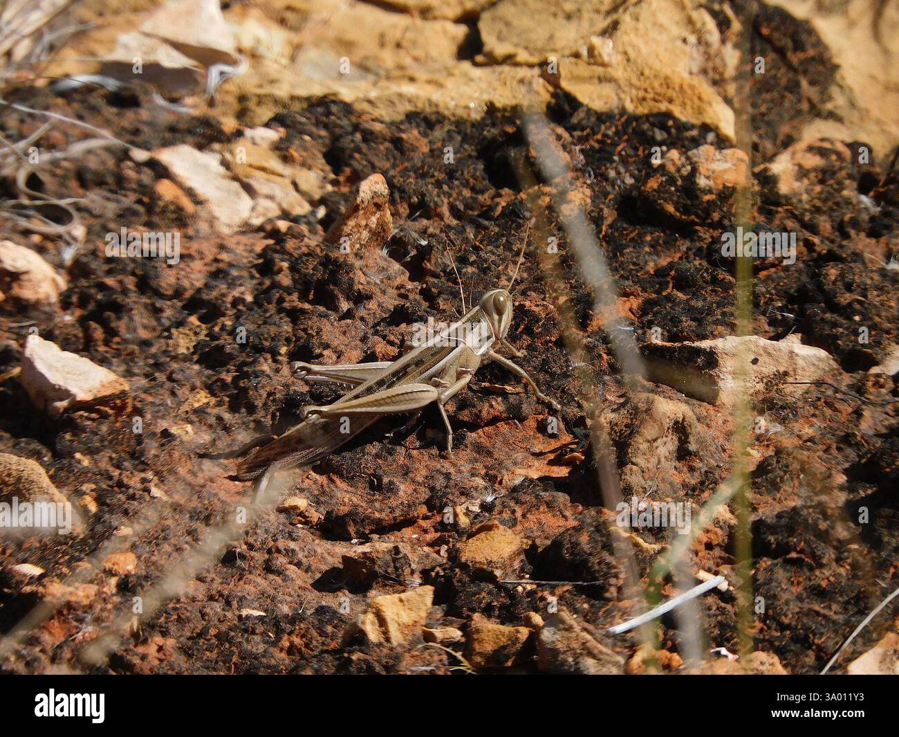 Criquet pèlerin (Austracris guttulosa), Insecta, Hale NT 0872, Australie Banque D'Images