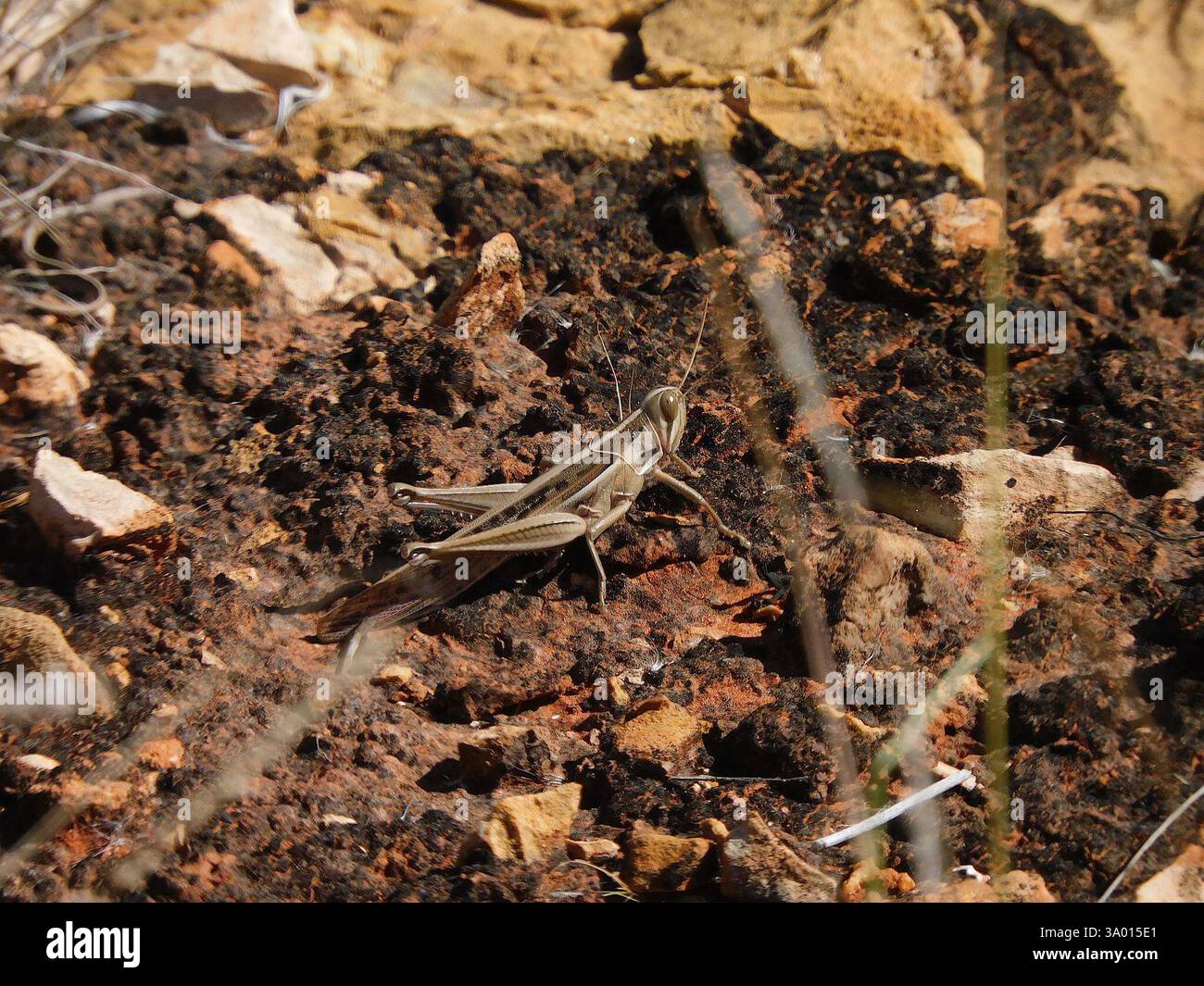 Criquet pèlerin (Austracris guttulosa), Insecta, Hale NT 0872, Australie Banque D'Images