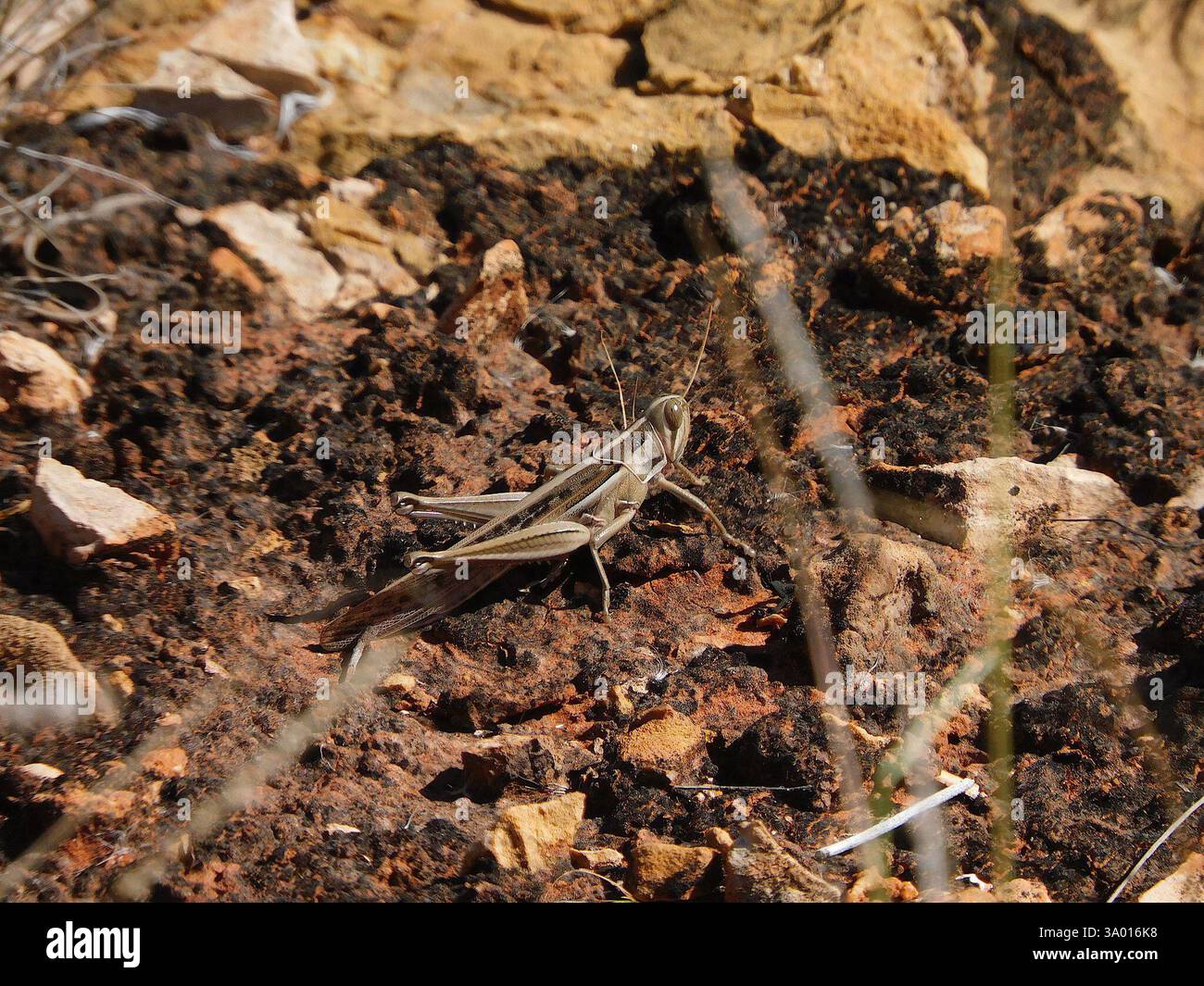 Criquet pèlerin (Austracris guttulosa), Insecta, Hale NT 0872, Australie Banque D'Images