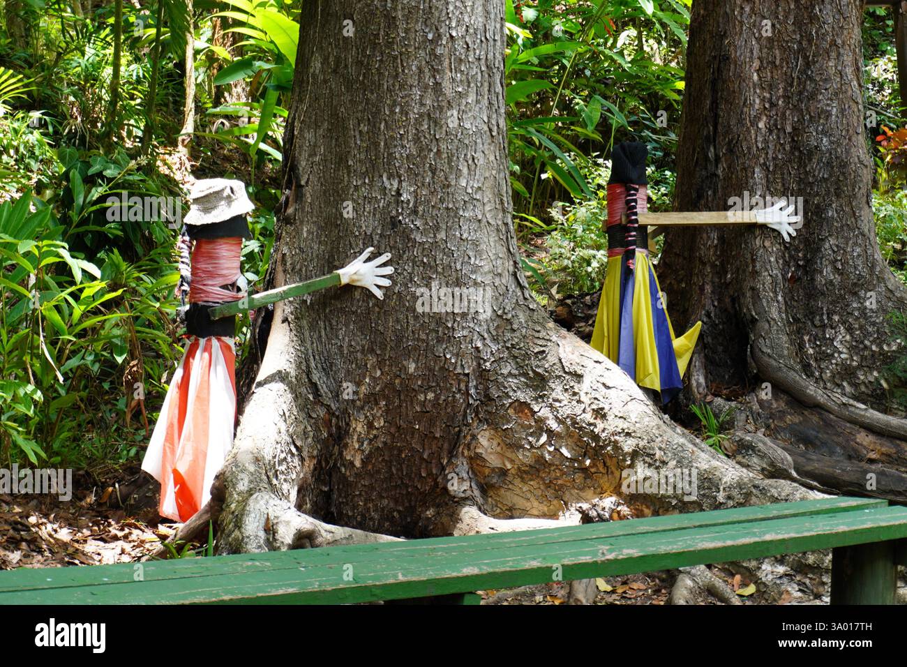 Deux câlins d'arbre dans le jardin du géant endormi, Fidji Banque D'Images