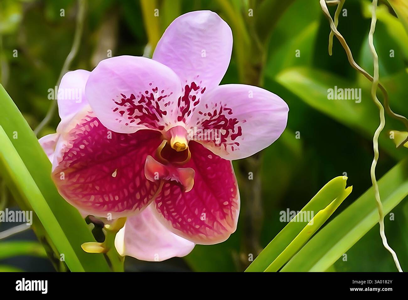 Aquarelle intégrée d'une jolie orchidée rose Banque D'Images