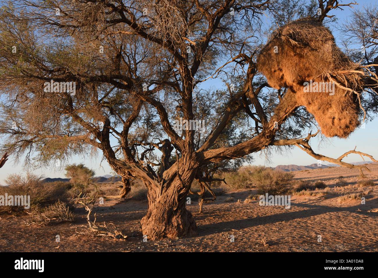 Termites dans l'arbre dans le désert de Namib en Namibie, Afrique Banque D'Images