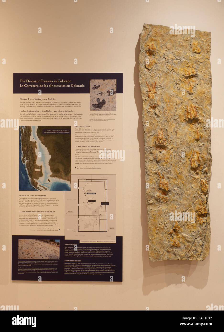 Exposition de la Dinosaur Freeway, un site de piste fossile avec des empreintes de dinosaures, au Musée d'histoire naturelle de l'Université du Colorado. Banque D'Images