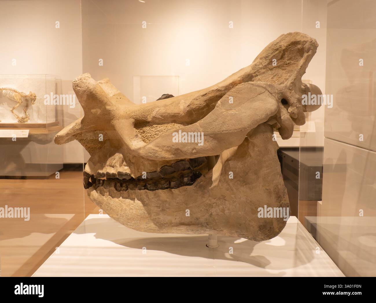 Crâne de Brontothere fossilisé d'un Megacerops robustus de l'Epoque, trouvé dans la formation de Chadron au Nebraska. Le crâne est dans l'Univers Banque D'Images