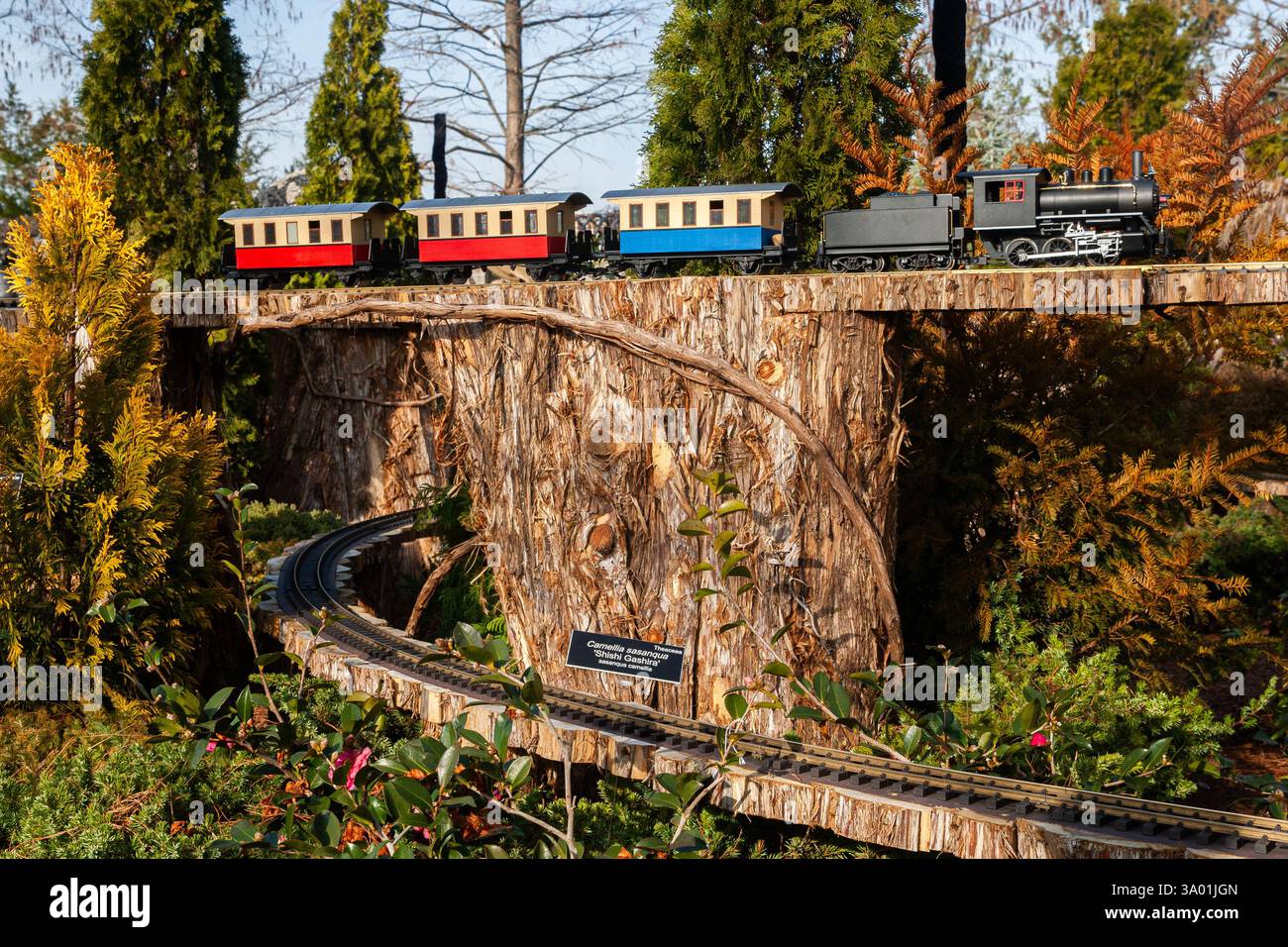 Une locomotive à vapeur noire avec des voitures de tourisme rouges et bleues parcourt un chevalet incurvé, entouré d'une végétation luxuriante au jardin botanique américain de Washingt Banque D'Images