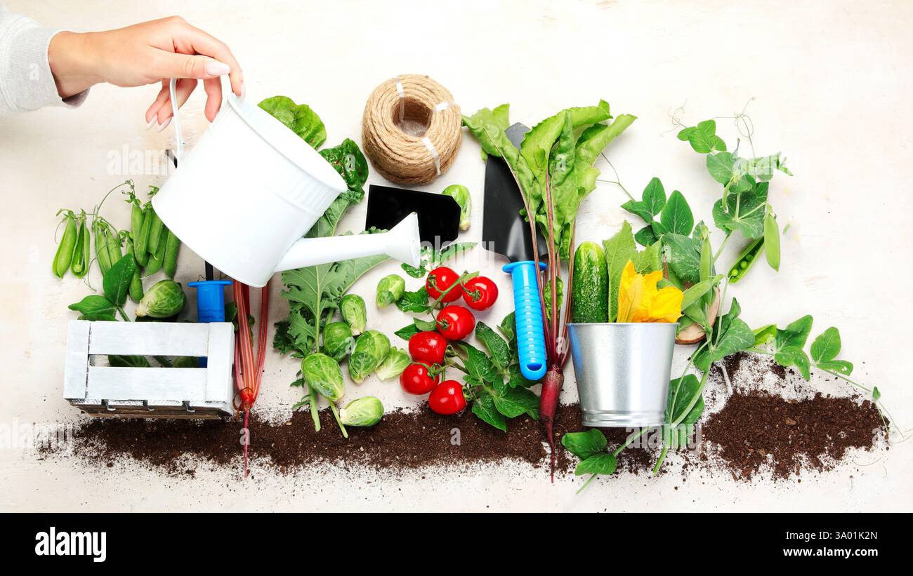 Composition de légumes crus avec des outils de jardin sur fond clair. Banque D'Images
