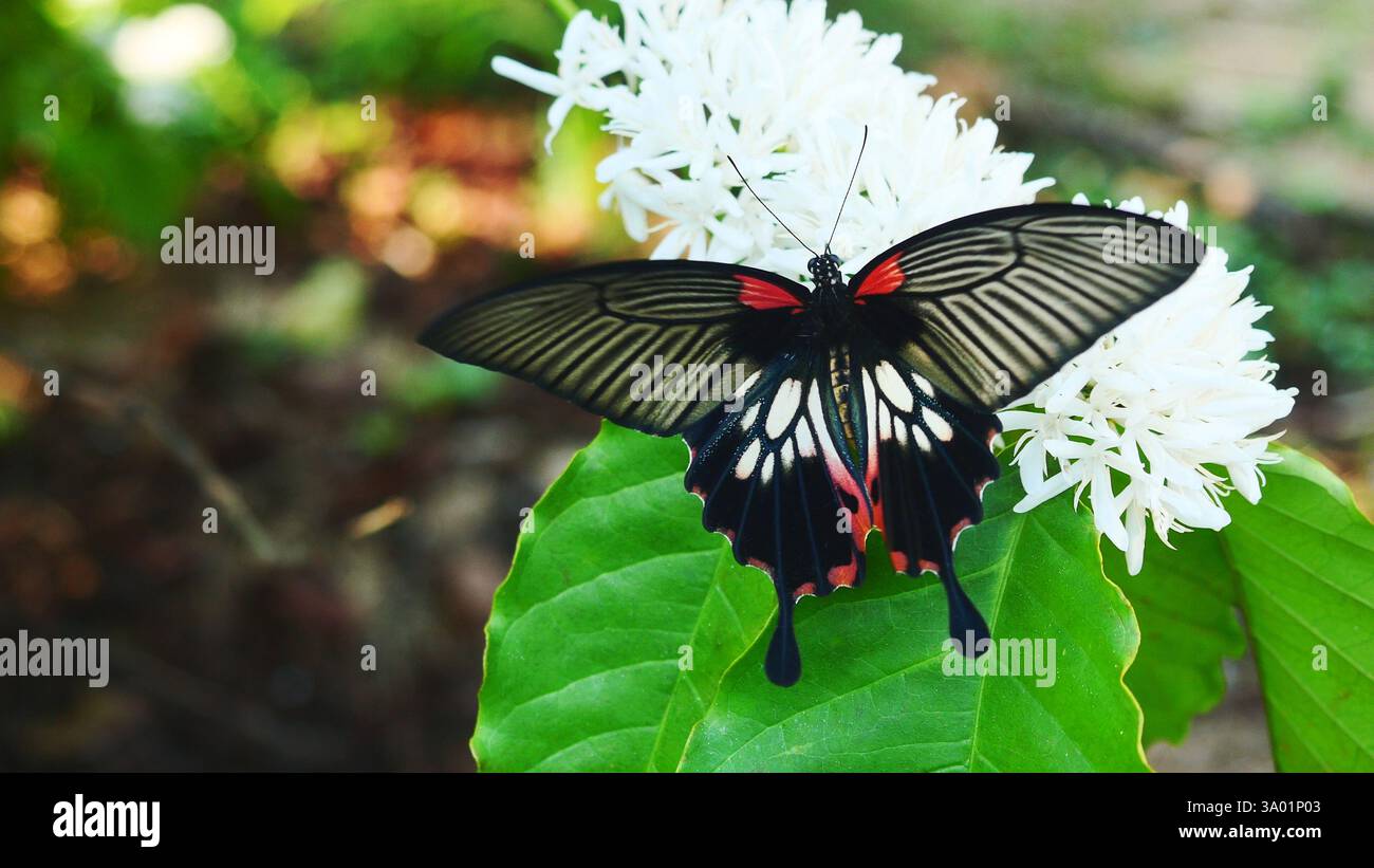 Grand papillon mormon ( Papilio memnon ) sur la fleur de café Robusta sur la plante d'arbre avec feuille verte, pétales et étamines blanches de fleurs en fleurs Banque D'Images