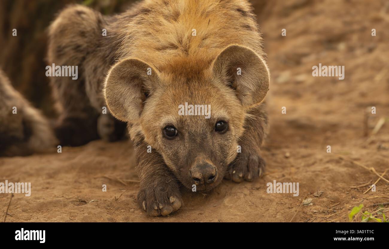 Une jeune Hyena Spotted Cub en Afrique australe Banque D'Images