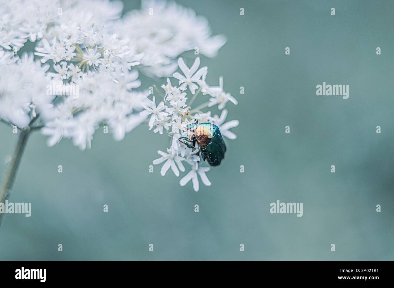 Arrêt du scarabée sacré sur une fleur de carrotte sauvage dans une forêt du Haut-Rhin alsase France. Douceur et harmonie Banque D'Images