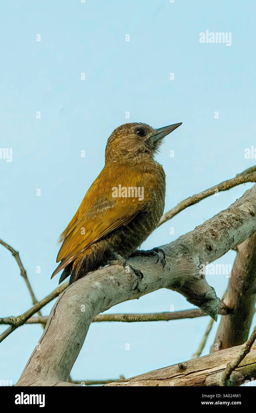 Petit pic, Veniliornis passerinus, Araras Lodge, Pantanal, Brésil Banque D'Images
