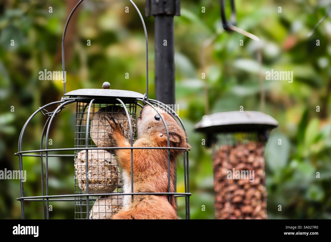 Un écureuil rouge (Sciurus vulgaris) pressé à l'intérieur d'un mangeoire à l'épreuve des écureuils suspendu dans un jardin domestique. Benllech, île d'Anglesey, pays de Galles, Royaume-Uni, Grande-Bretagne Banque D'Images