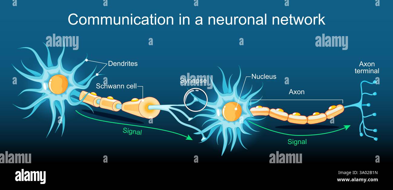 Communication neuronale. Transmission du signal nerveux entre deux neurones avec axone et synapse. Réseau neuronal. Anatomie neuronale Illustration de Vecteur
