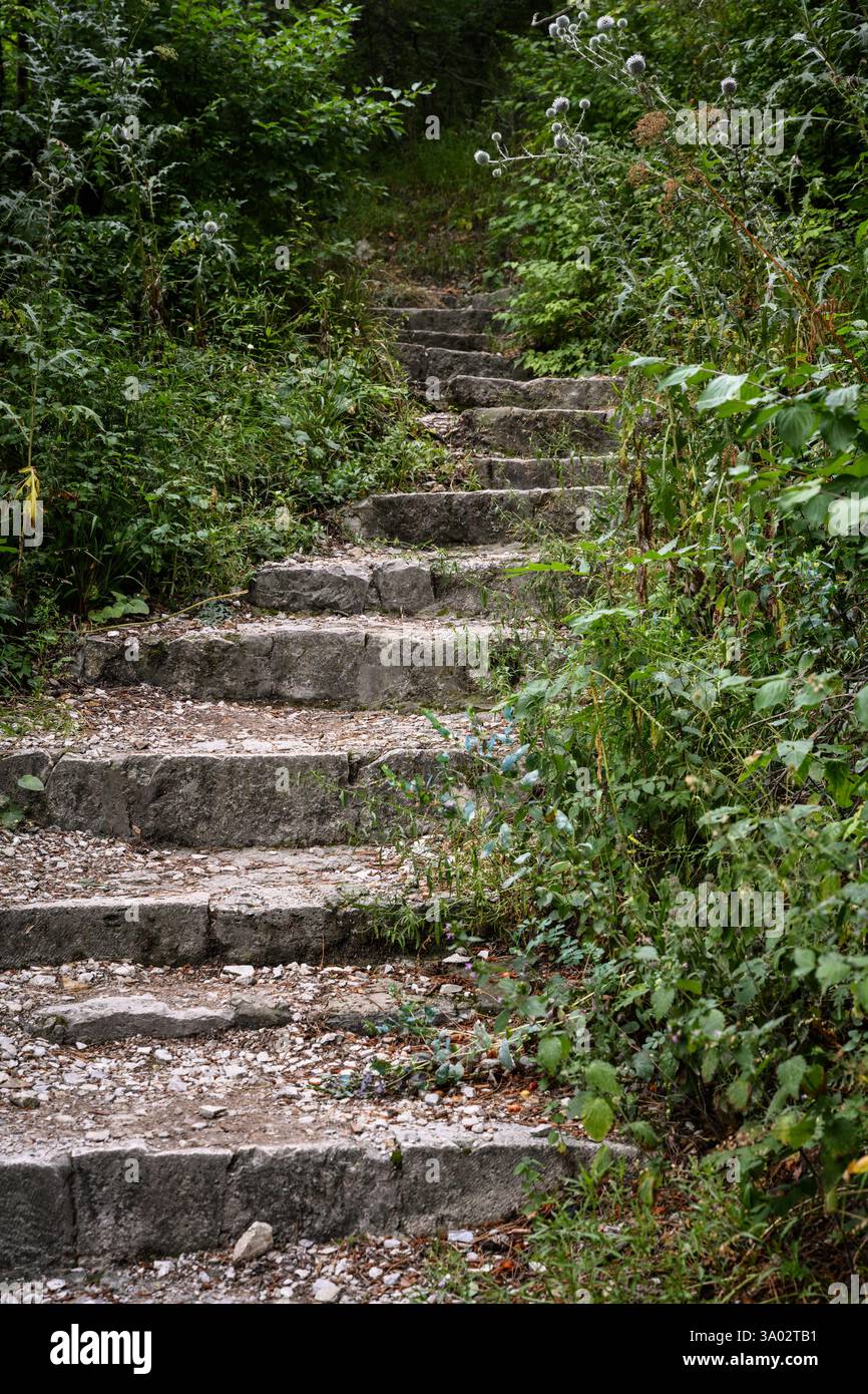 Escalier en pierre dans un sentier forestier verdoyant entouré d'une végétation dense et d'une nature sauvage naturelle. Banque D'Images