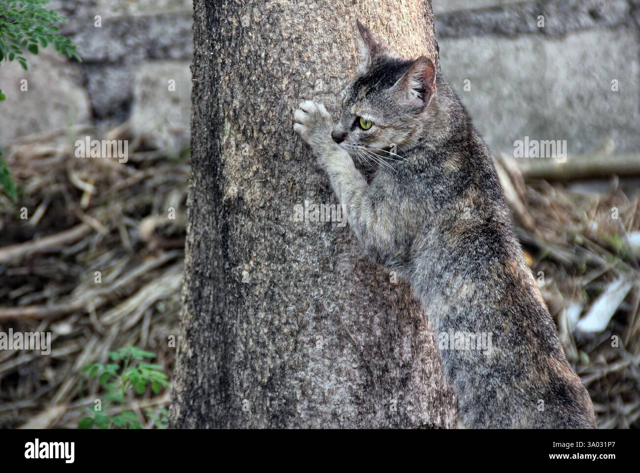 Le chat errant conditionne instinctivement ses griffes en grattant l'écorce d'un arbre. Banque D'Images