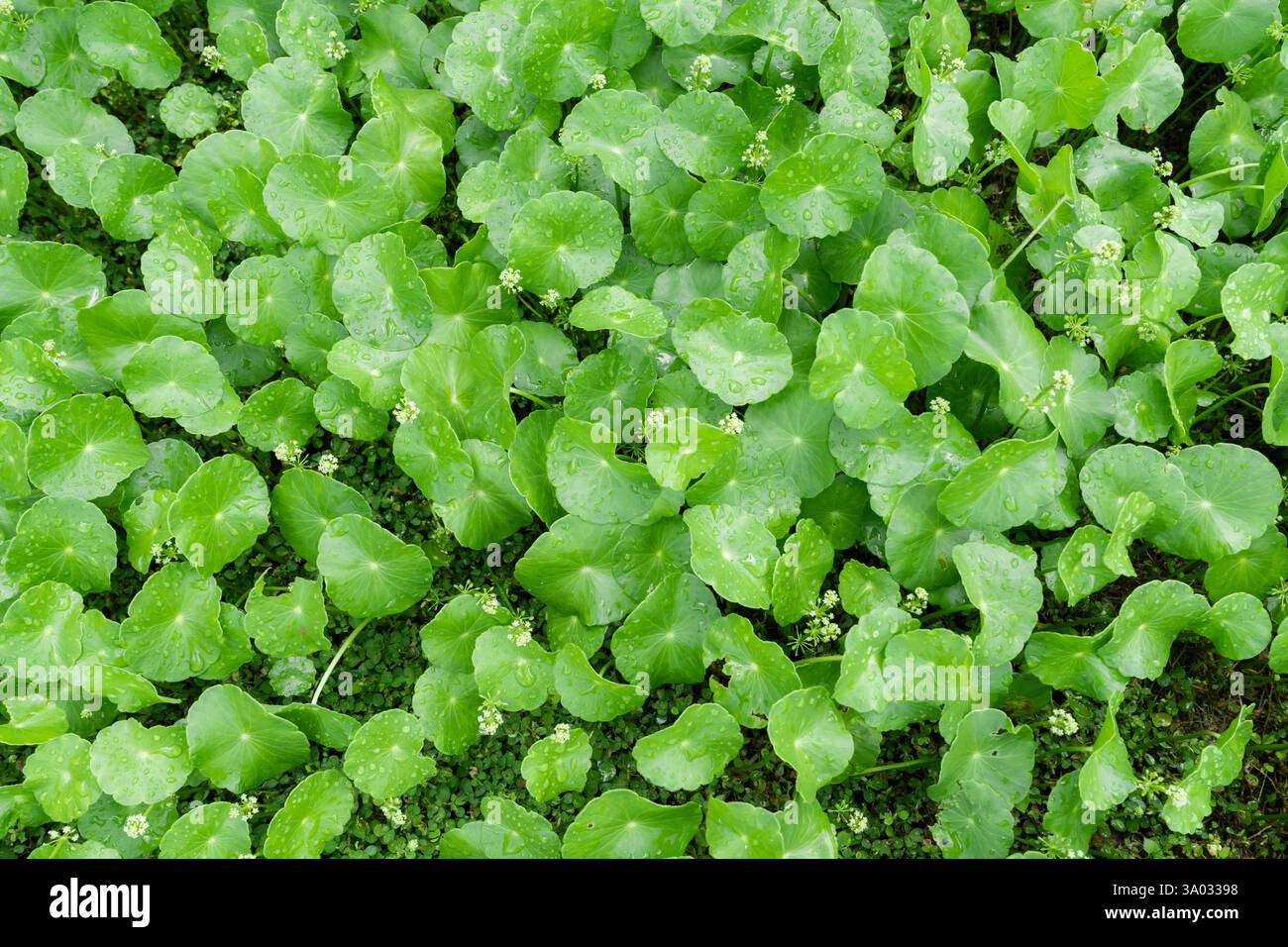 Centella asiatica (gotu kola, Asiatique, Indien, ombelle ombelle fond vert feuille Banque D'Images