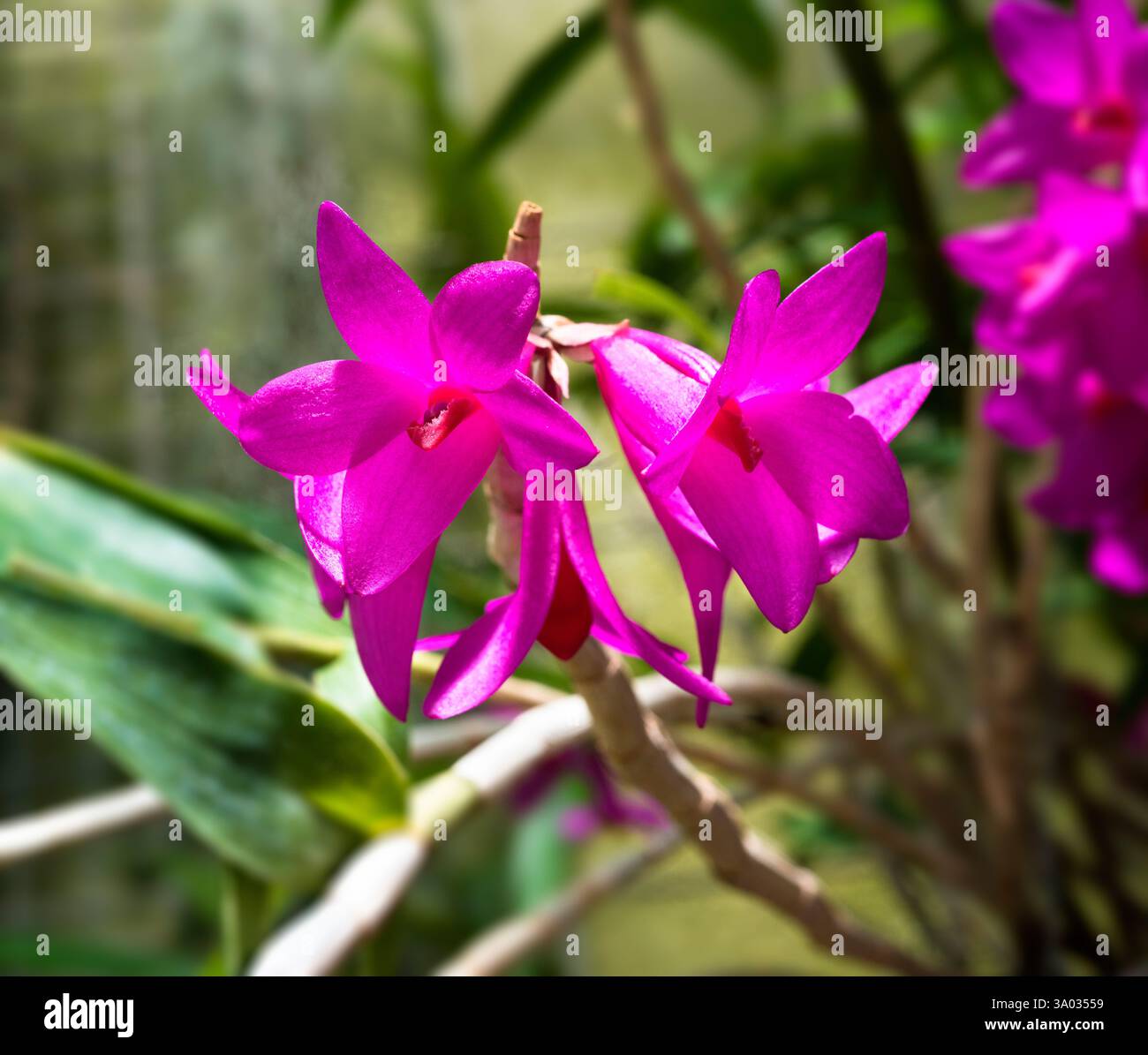 Dendrobium sulawesiense, espèce d'orchidée, originaire de la région de Sulawesi en Indonésie. Jardin botanique, KIT Karlsruhe, Allemagne, Europe Banque D'Images