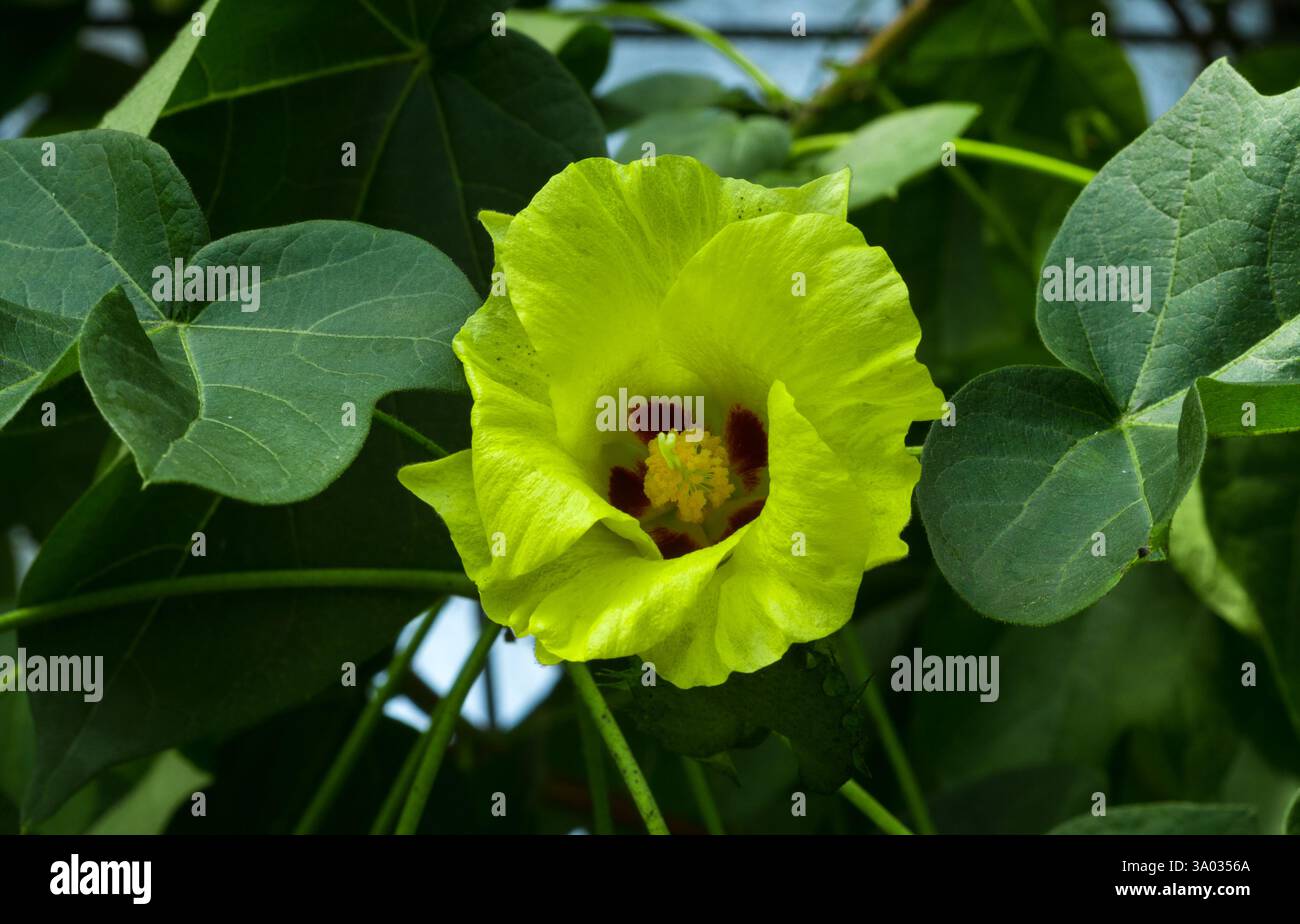 Culture de coton (Gossypium hirsutum), Malvaceae. Jardin botanique, KIT, Karlsruhe, Allemagne, Europe Banque D'Images