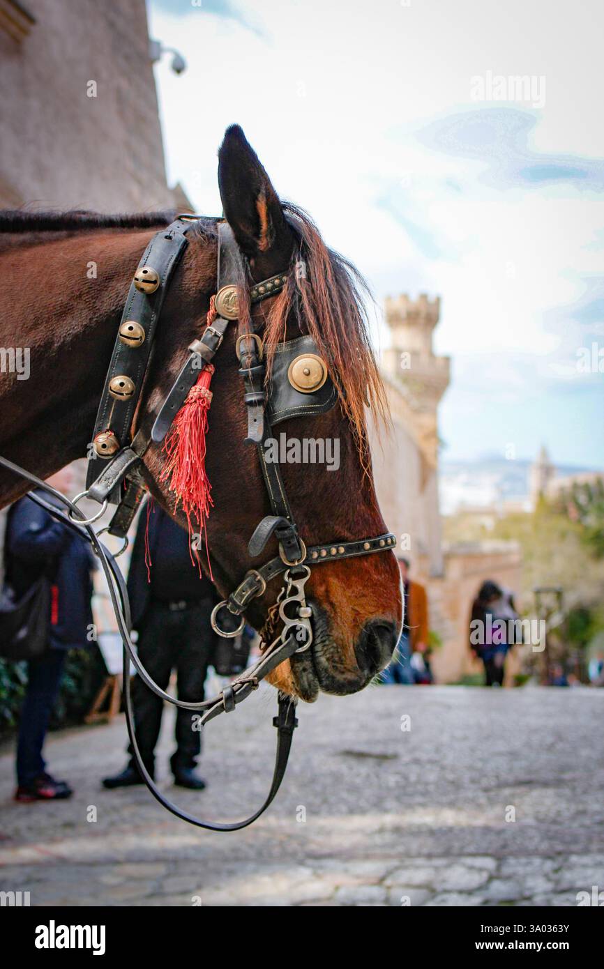 Majorque, Espagne. Cheval au Palais Royal la Almudaina . 24 mars 2016 Banque D'Images