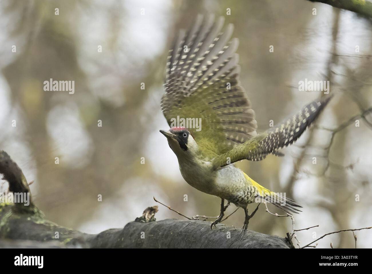 Un pic vert (Picus viridis) s'envole d'une branche dans la forêt avec ses ailes déployées, Hesse, Allemagne, Europe Banque D'Images