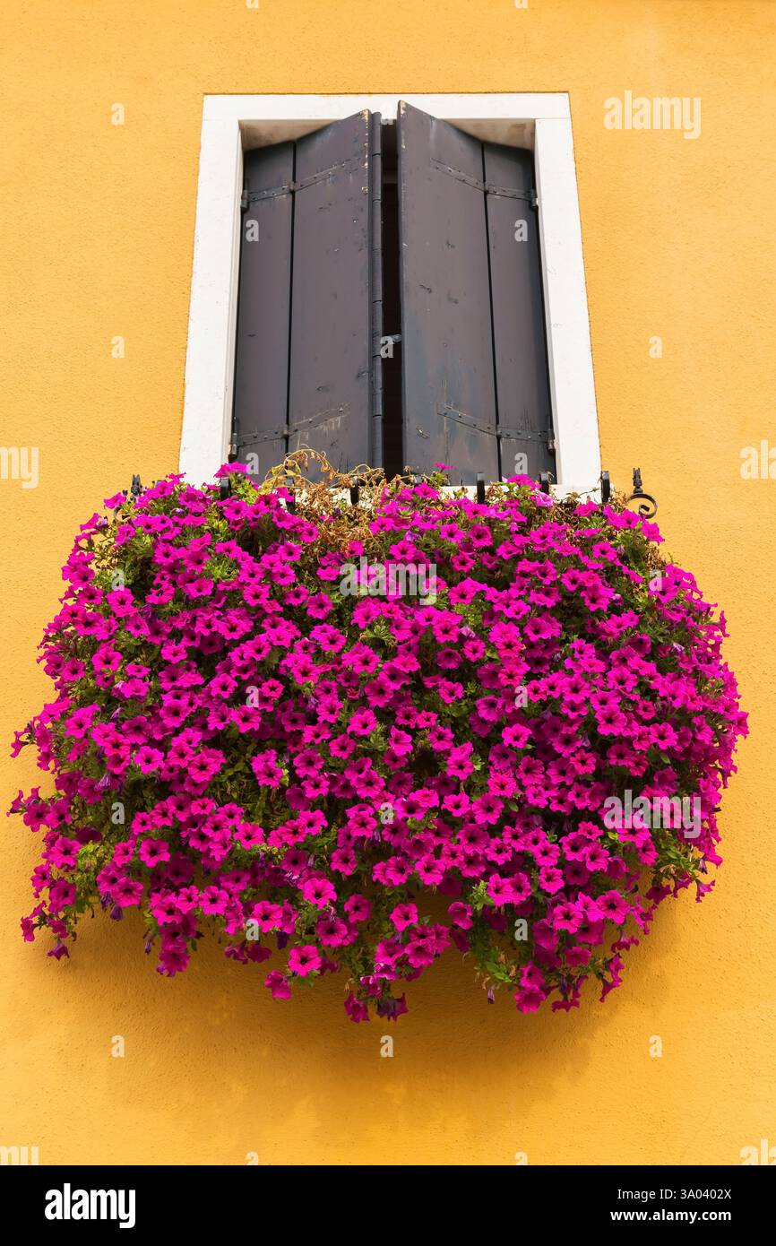 Fleurs de pétunia violettes et fenêtre à garniture blanche avec volets anti-tempête en bois gris foncé sur le mur extérieur de la maison en stuc orange, île de Burano, lagune vénitienne. Banque D'Images