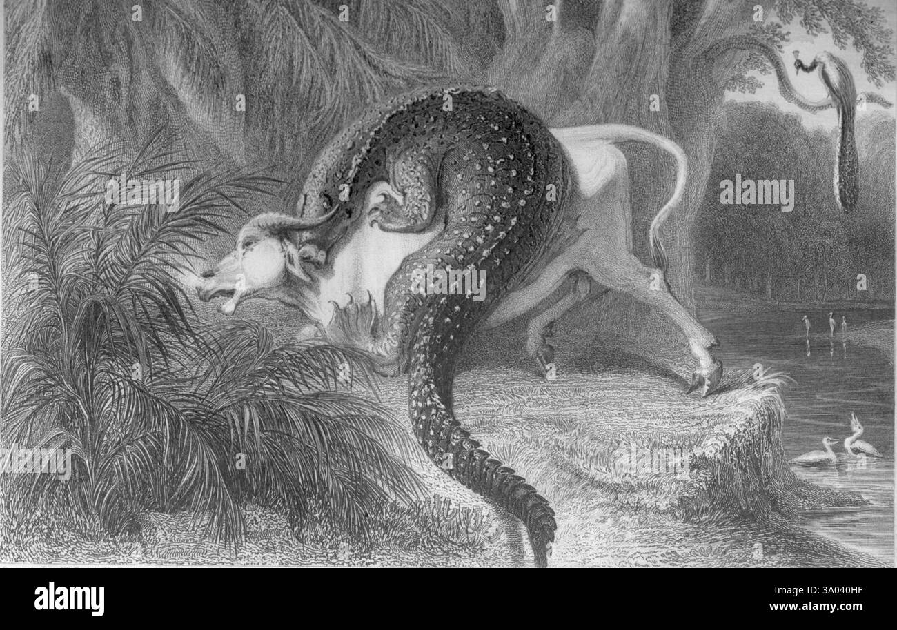 Attaque d'alligators sur Bullock, Inde, Asie Banque D'Images