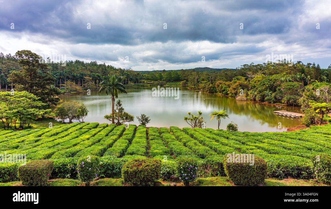 Lac dans les plus grandes plantations de thé bois Cheri sur l'île Maurice. Panorama de la plantation de thé populaire de Maurice, bois Cheri, à un merveilleux été Banque D'Images