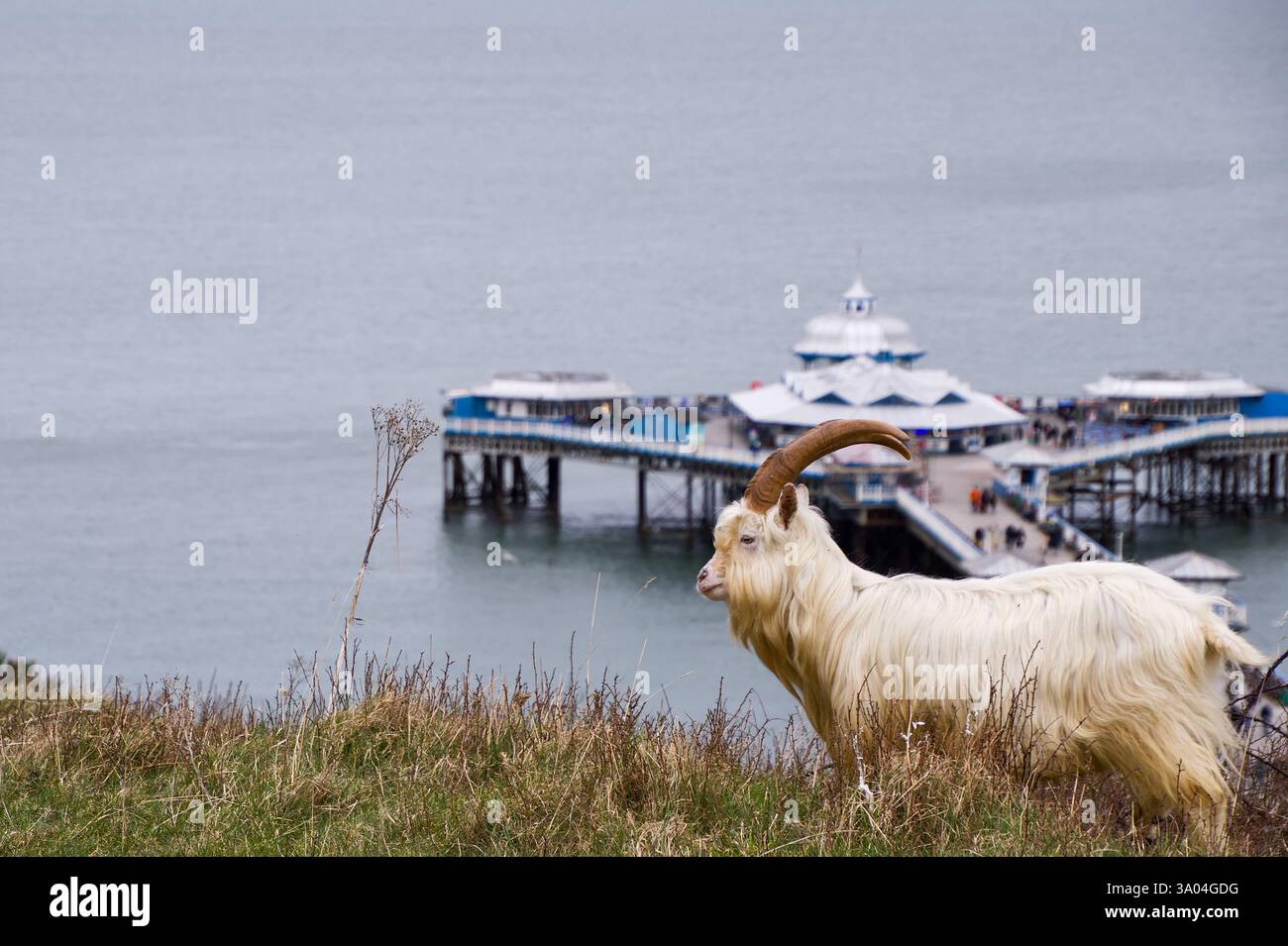 Chèvre cachemire (Cachemire) surplombant la baie de Llandudno et la jetée Banque D'Images