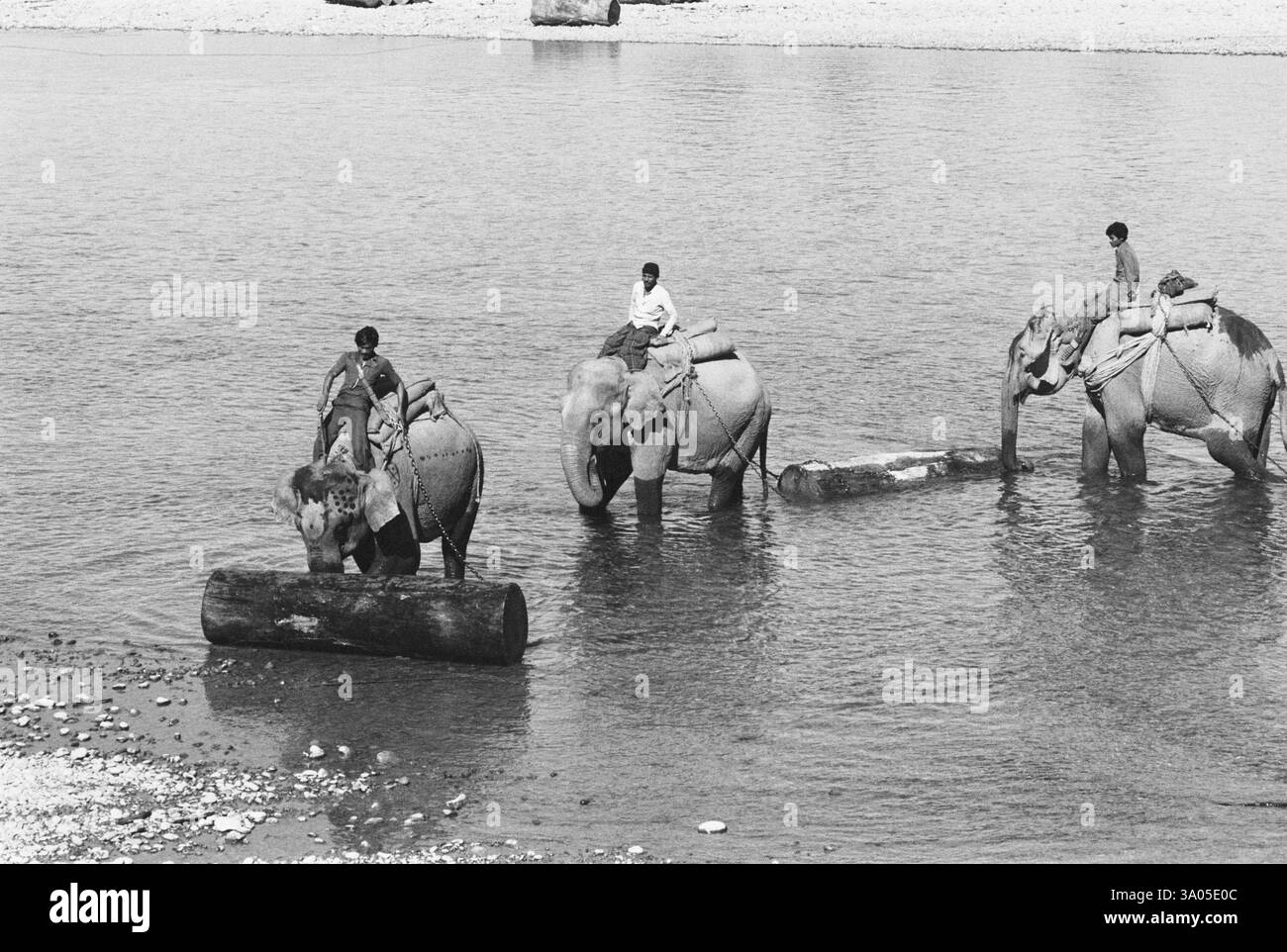 Éléphants traversant la rivière Subansiri, Arunachal Pradesh, Inde 1982 Banque D'Images