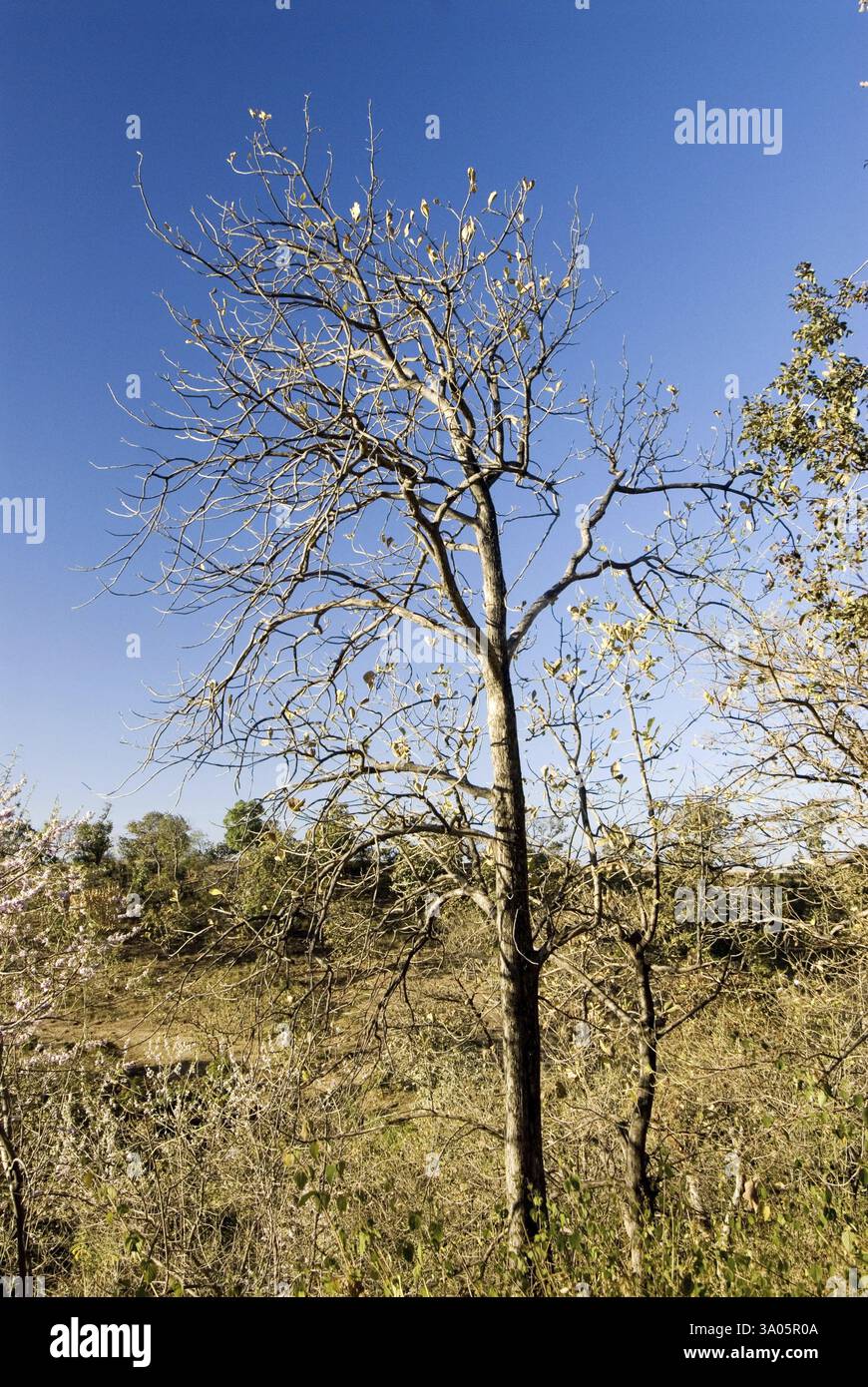 Lumière tôt le matin sur l'arbre de l'affaissement ou l'arbre de teck à Bhimkund point à Chikhaldara, district Amravati, Maharashtra, Inde, Asie Banque D'Images